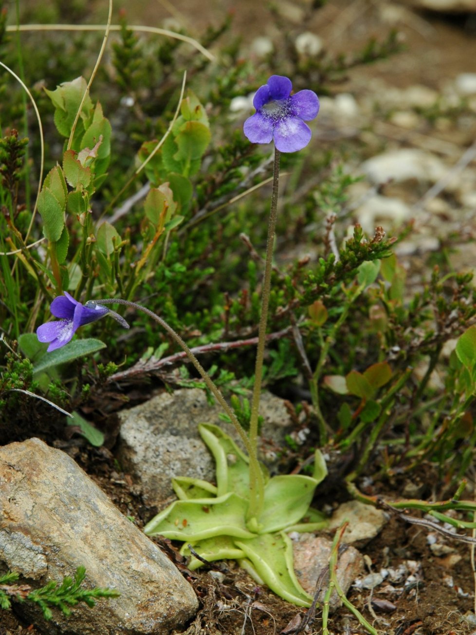 Pinguicula leptoceras